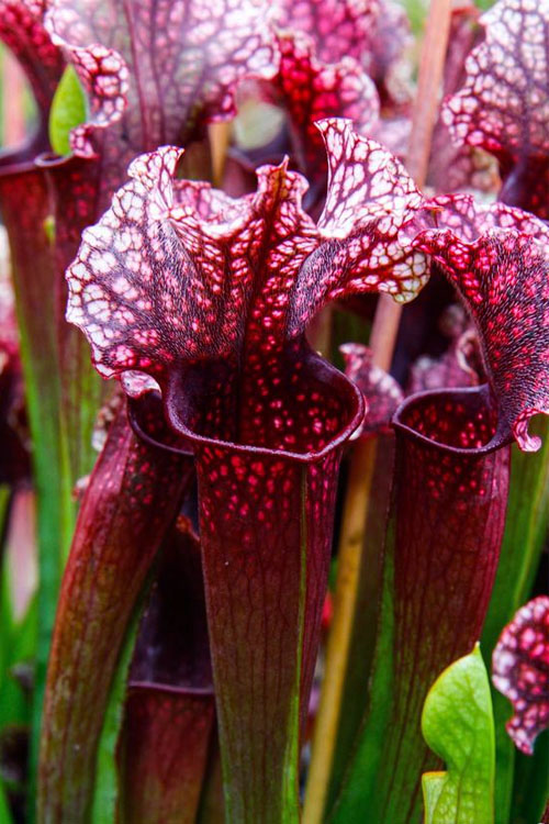  Judith Hindle Pitcher Plant (Sarracenia) - 2.5 Quart Pot