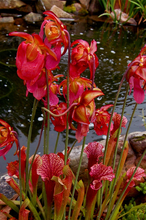  Judith Hindle Pitcher Plant (Sarracenia) - 2.5 Quart Pot