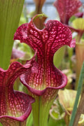  Judith Hindle Pitcher Plant (Sarracenia) - 2.5 Quart Pot