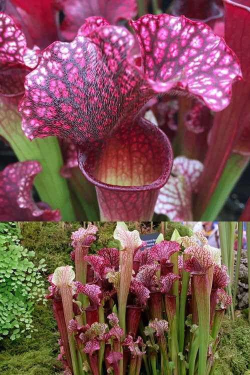  Judith Hindle Pitcher Plant (Sarracenia) - 2.5 Quart Pot