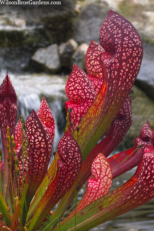  Scarlet Belle Pitcher Plant (Sarracenia) - 2.5 Quart Pot