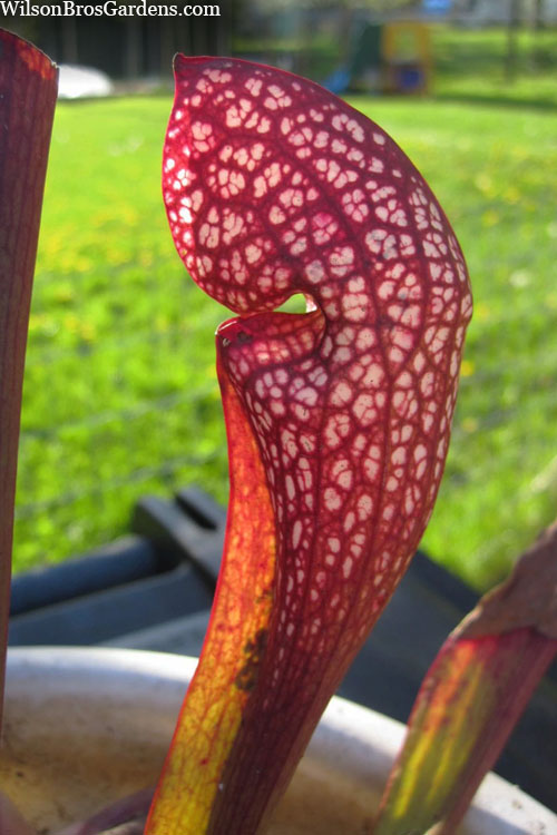  Scarlet Belle Pitcher Plant (Sarracenia) - 2.5 Quart Pot