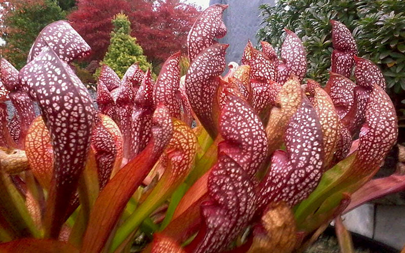  Scarlet Belle Pitcher Plant (Sarracenia) - 2.5 Quart Pot