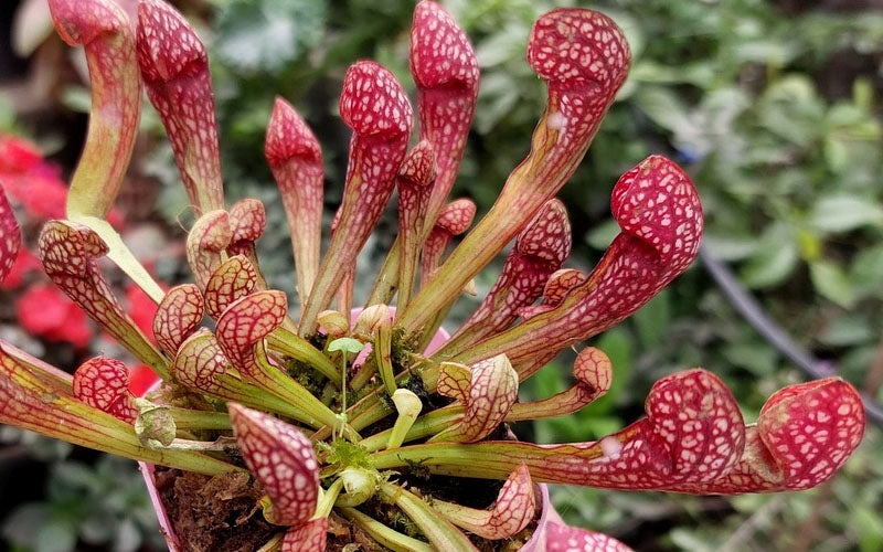  Scarlet Belle Pitcher Plant (Sarracenia) - 2.5 Quart Pot