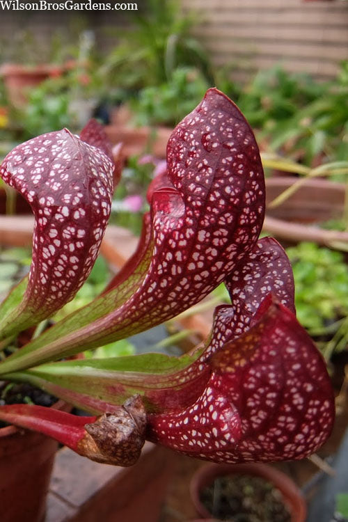  Scarlet Belle Pitcher Plant (Sarracenia) - 2.5 Quart Pot