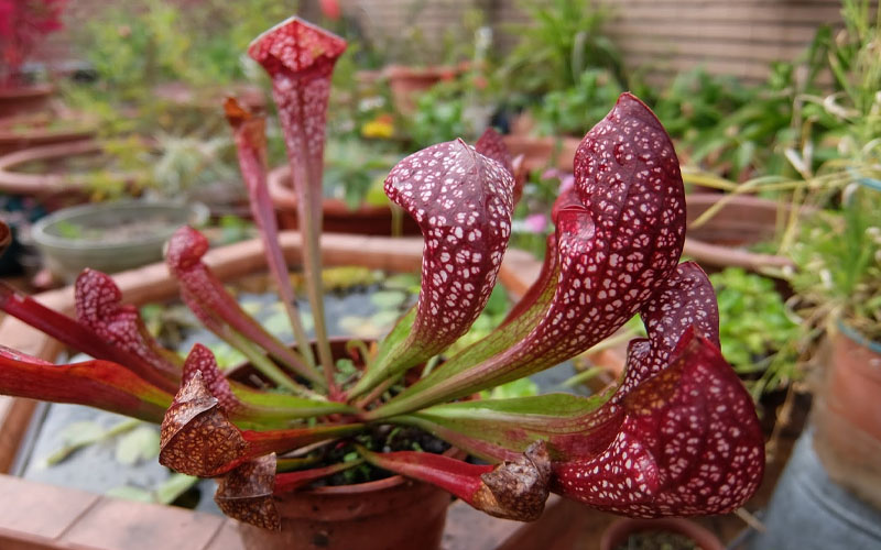  Scarlet Belle Pitcher Plant (Sarracenia) - 2.5 Quart Pot