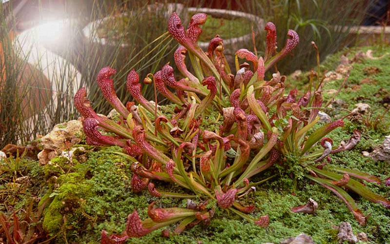 Scarlet Belle Pitcher Plant (Sarracenia) - 2.5 Quart Pot