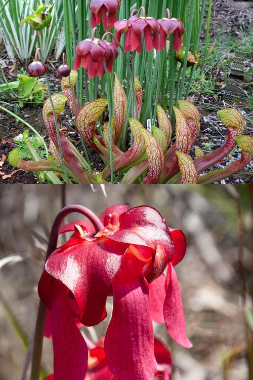  Scarlet Belle Pitcher Plant (Sarracenia) - 2.5 Quart Pot