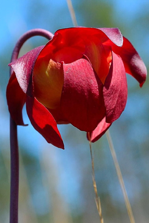  Scarlet Belle Pitcher Plant (Sarracenia) - 2.5 Quart Pot
