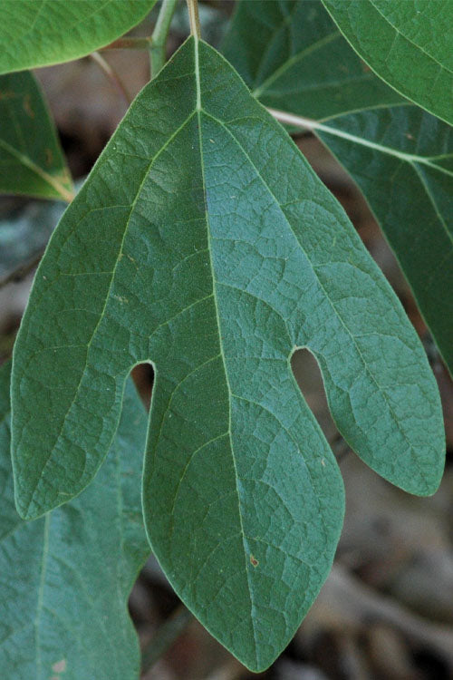  Sassafras Tree (Sassafras Albidium) - 3 Gallon Pot