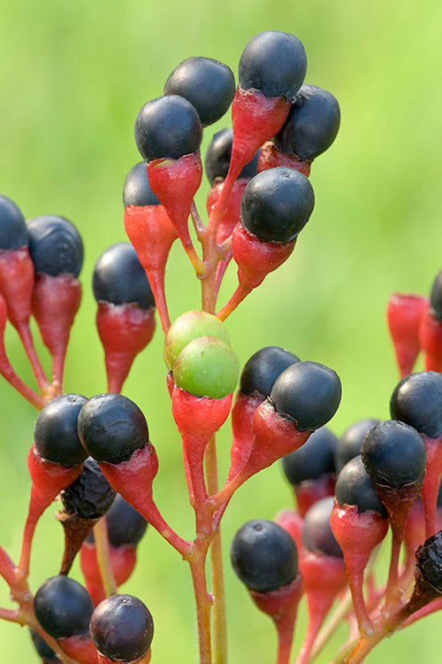  Sassafras Tree (Sassafras Albidium) - 3 Gallon Pot