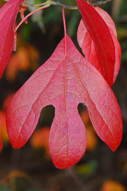  Sassafras Tree (Sassafras Albidium) - 3 Gallon Pot