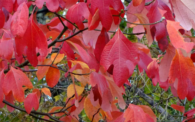  Sassafras Tree (Sassafras Albidium) - 3 Gallon Pot