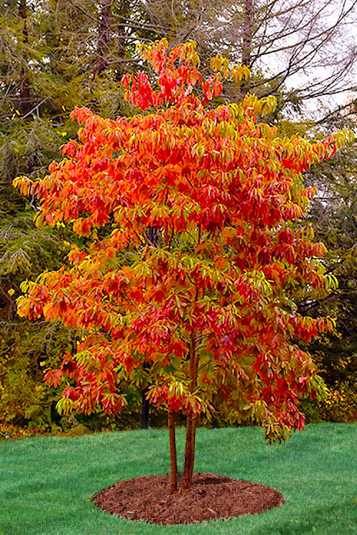  Sassafras Tree (Sassafras Albidium) - 3 Gallon Pot