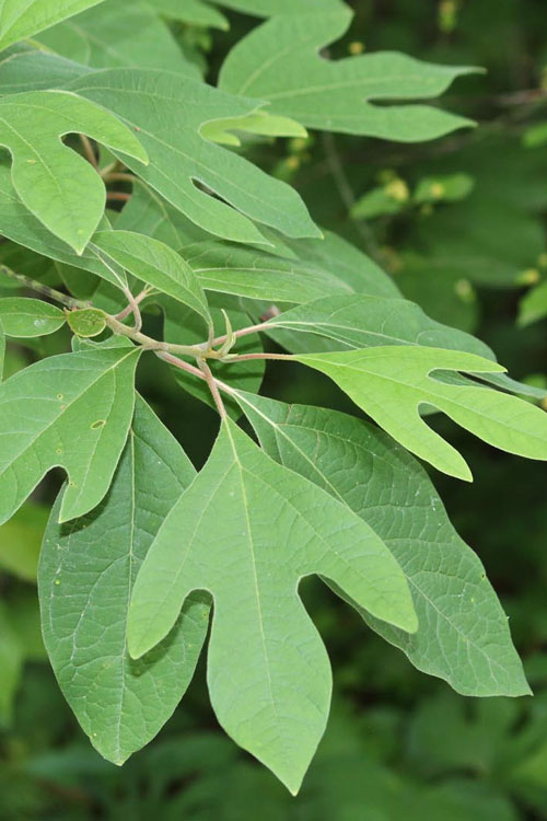  Sassafras Tree (Sassafras Albidium) - 3 Gallon Pot
