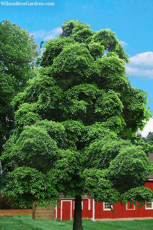  Sassafras Tree (Sassafras Albidium) - 3 Gallon Pot