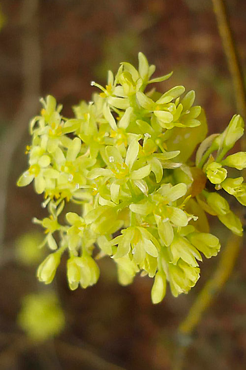  Sassafras Tree (Sassafras Albidium) - 3 Gallon Pot