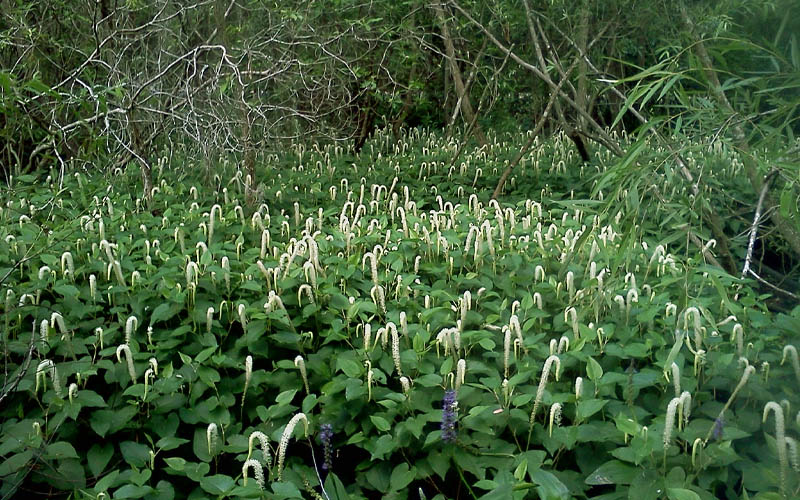  Lizard's Tail Swamp Lily (Saururus Cernuus) - 8 Pack Of 1 Gallon Pots