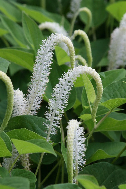  Lizard's Tail Swamp Lily (Saururus Cernuus) - 8 Pack Of 1 Gallon Pots