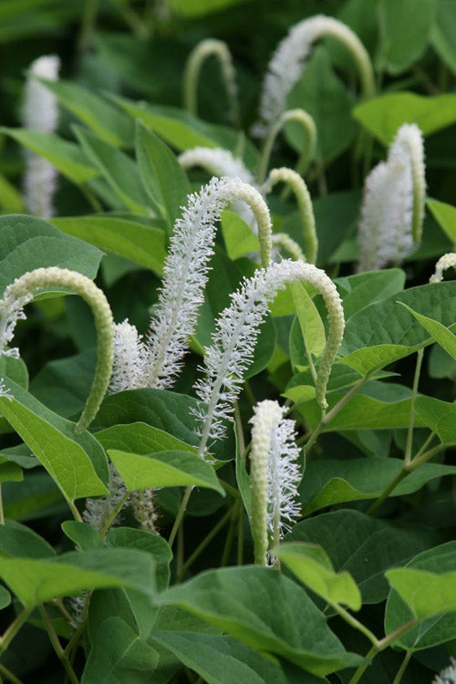  Lizard's Tail Swamp Lily (Saururus Cernuus) - 8 Pack Of 1 Gallon Pots