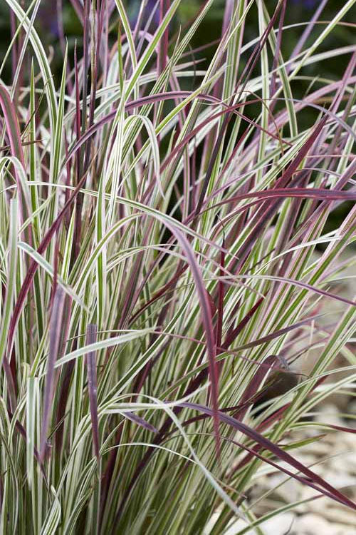  Chameleon Little Bluestem Grass (Schizachyrium Scoparium) - 1 Gallon Pot