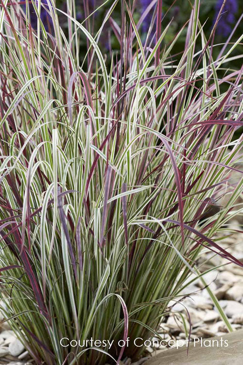  Chameleon Little Bluestem Grass (Schizachyrium Scoparium) - 1 Gallon Pot