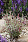  Chameleon Little Bluestem Grass (Schizachyrium Scoparium) - 1 Gallon Pot
