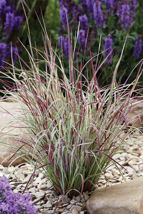  Chameleon Little Bluestem Grass (Schizachyrium Scoparium) - 6-Pack Of 1 Gallon Pots