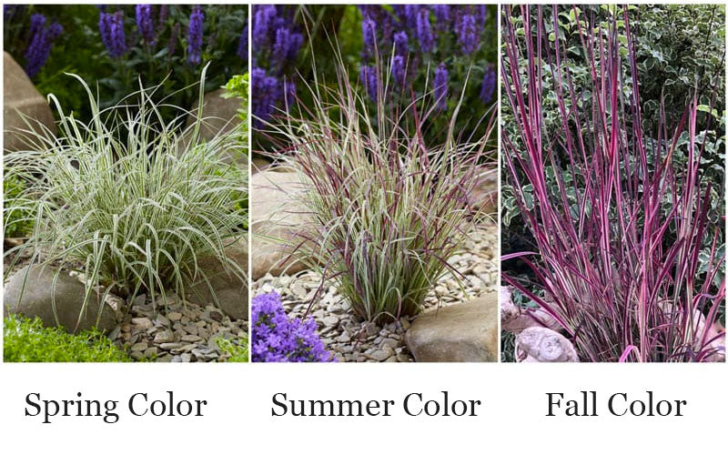  Chameleon Little Bluestem Grass (Schizachyrium Scoparium) - 1 Gallon Pot