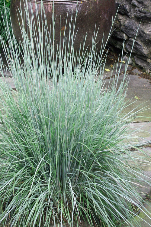  Little Bluestem Grass (Schizachyrium Scoparium) - 1 Gallon Pot