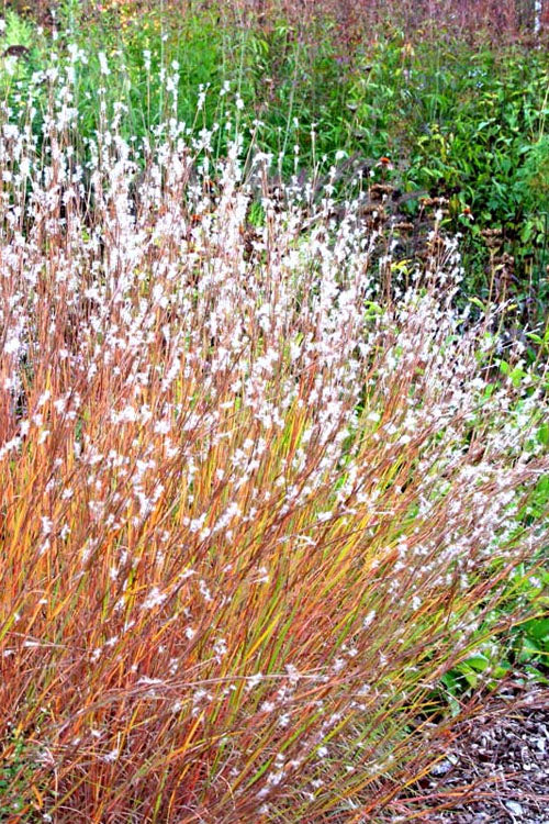  Little Bluestem Grass (Schizachyrium Scoparium) - 1 Gallon Pot