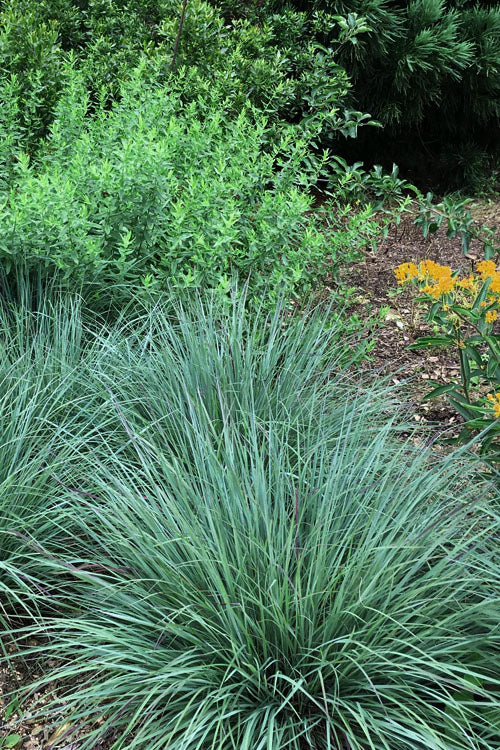  Little Bluestem Grass (Schizachyrium Scoparium) - 1 Gallon Pot