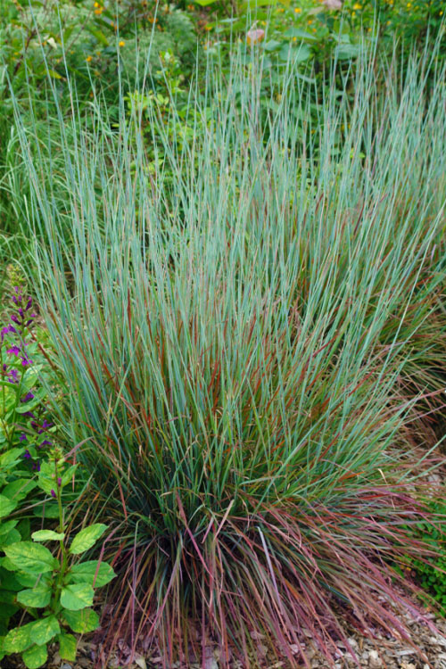  Standing Ovation Little Bluestem Grass (Schizachyrium Scoparium) - 3 Gallon Pot