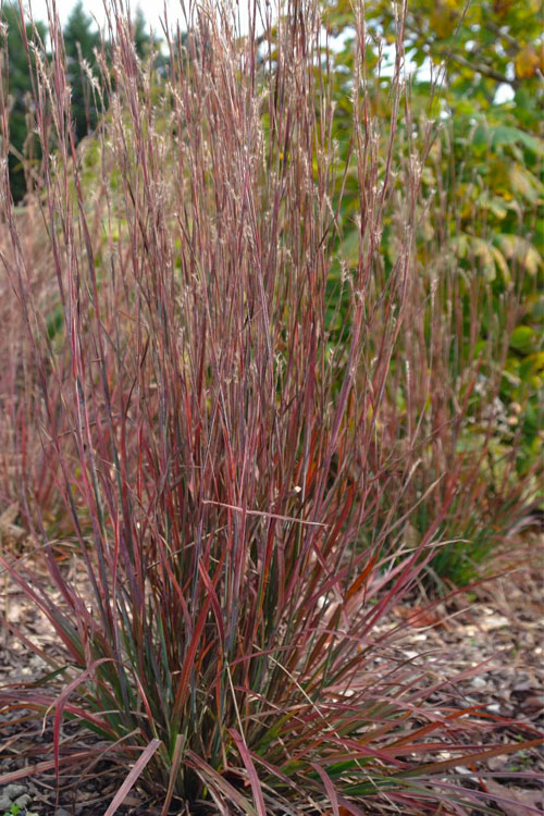  Standing Ovation Little Bluestem Grass (Schizachyrium Scoparium) - 3 Gallon Pot