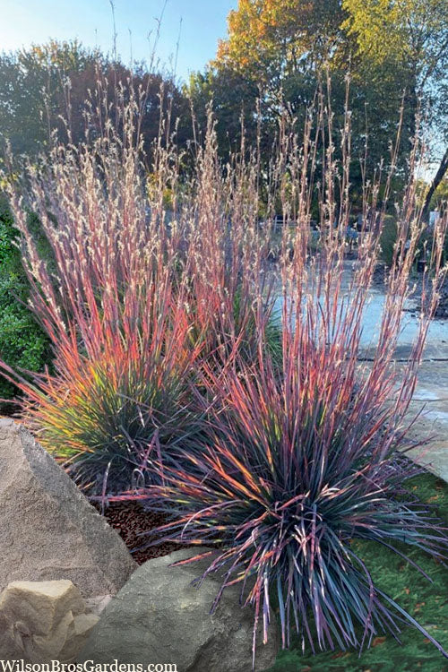  Standing Ovation Little Bluestem Grass (Schizachyrium Scoparium) - 3 Gallon Pot