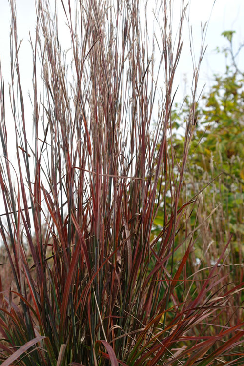  Standing Ovation Little Bluestem Grass (Schizachyrium Scoparium) - 6 Pack Of 1 Gallon Pots