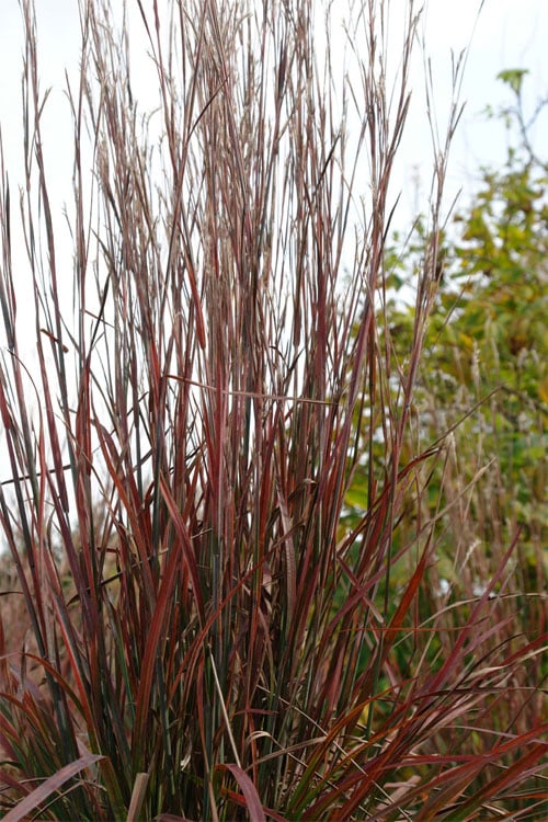  Standing Ovation Little Bluestem Grass (Schizachyrium Scoparium) - 8 Pack Of 1 Gallon Pots