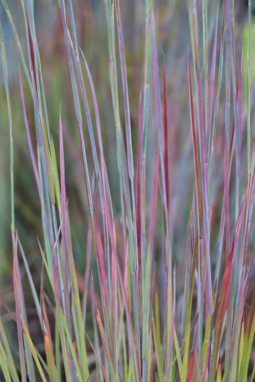  Standing Ovation Little Bluestem Grass (Schizachyrium Scoparium) - 3 Gallon Pot