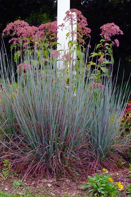  Standing Ovation Little Bluestem Grass (Schizachyrium Scoparium) - 8 Pack Of 1 Gallon Pots