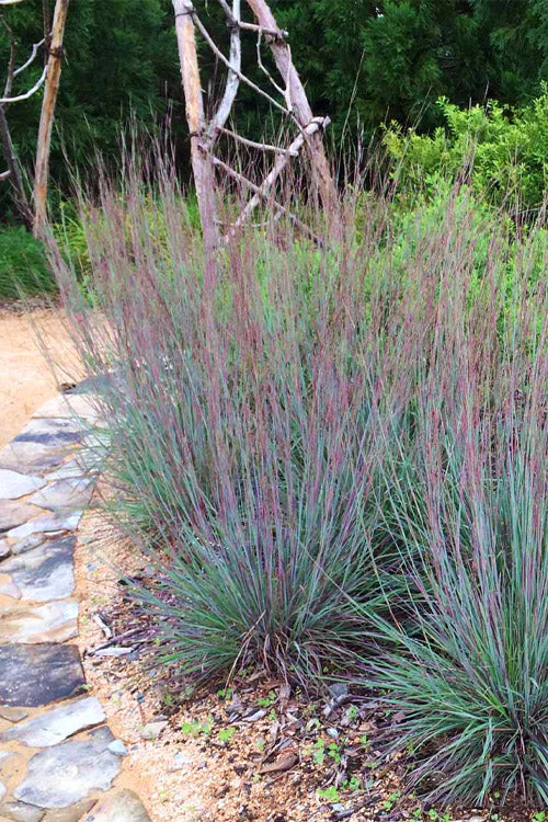  The Blues Little Bluestem Grass (Schizachyrium Scoparium) - 6 Pack Of 1 Gallon Pots