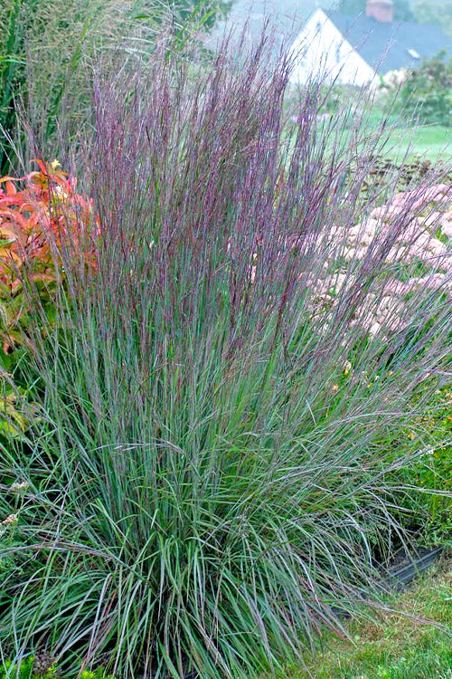  The Blues Little Bluestem Grass (Schizachyrium Scoparium) - 6 Pack Of 1 Gallon Pots