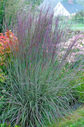  The Blues Little Bluestem Grass (Schizachyrium Scoparium) - 6 Pack Of 1 Gallon Pots