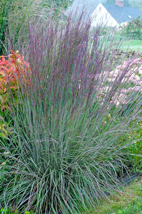 The Blues Little Bluestem Grass (Schizachyrium Scoparium) - 6 Pack Of 1 Gallon Pots
