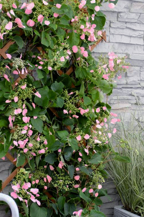  Rose Sensation Pink Climbing Hydrangea Vine - 3 Gallon Pot