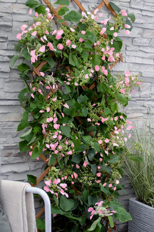  Rose Sensation Pink Climbing Hydrangea Vine - 1 Gallon Pot