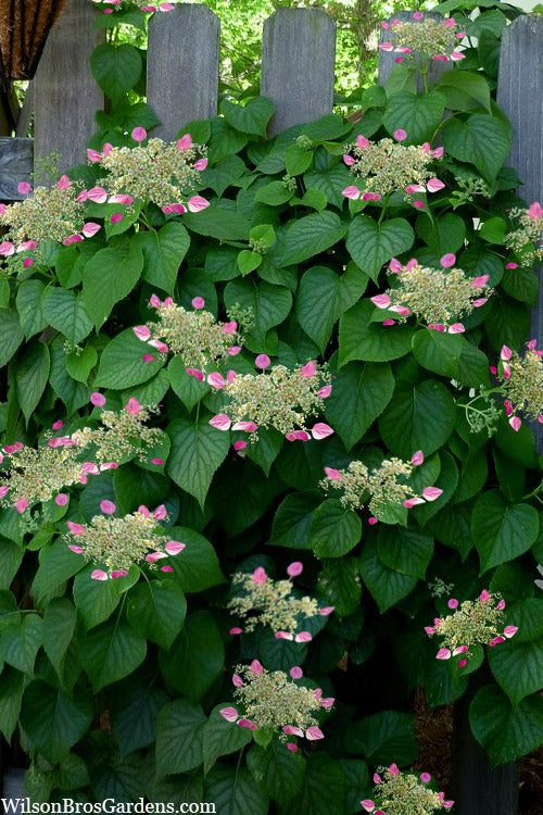  Rose Sensation Pink Climbing Hydrangea Vine - 1 Gallon Pot