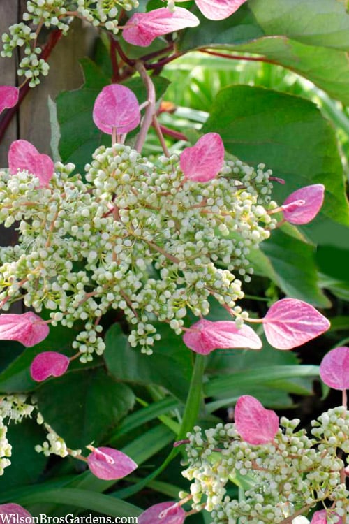  Rose Sensation Pink Climbing Hydrangea Vine - 1 Gallon Pot