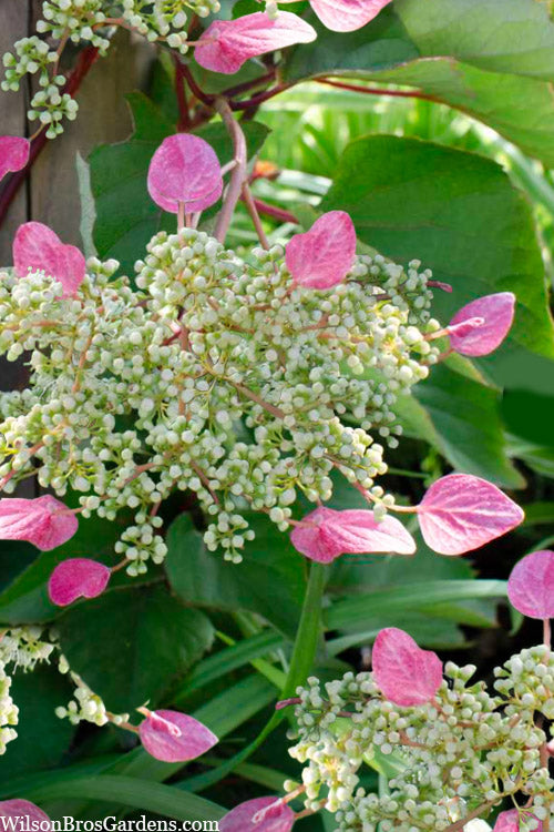 Rose Sensation Pink Climbing Hydrangea Vine - 3 Gallon Pot