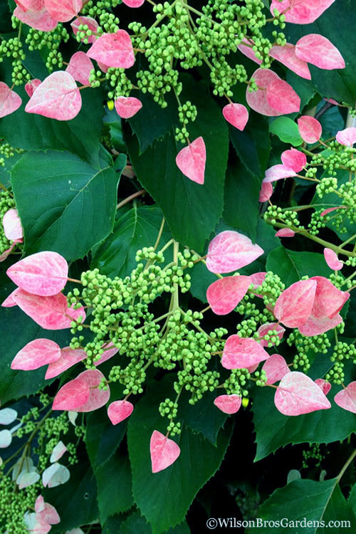  Rose Sensation Pink Climbing Hydrangea Vine - 3 Gallon Pot