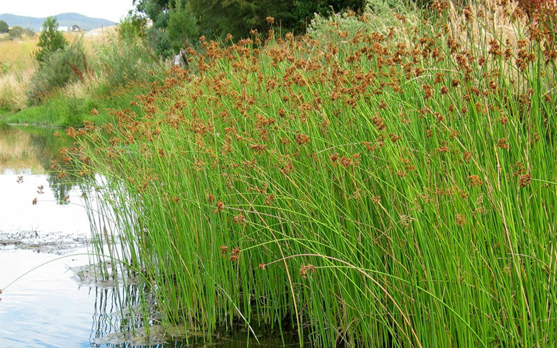  Softstem Bulrush (Schoenoplectus Tabernaemontani) - 6 Pack Of 1 Gallon Pots